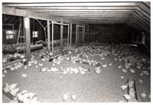 Farm-Chicks_May1955