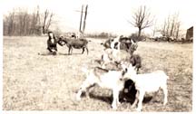 Farm-Goats_c1950
