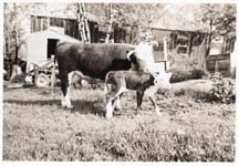Farm_Bea-Calf-1955