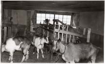 Farm_Goats
