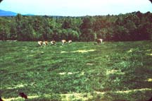 Farm_Herefords