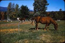 Farm_Horse