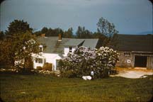 Farm_Lilacs