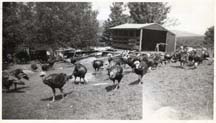 Farm_Turkeys-1949